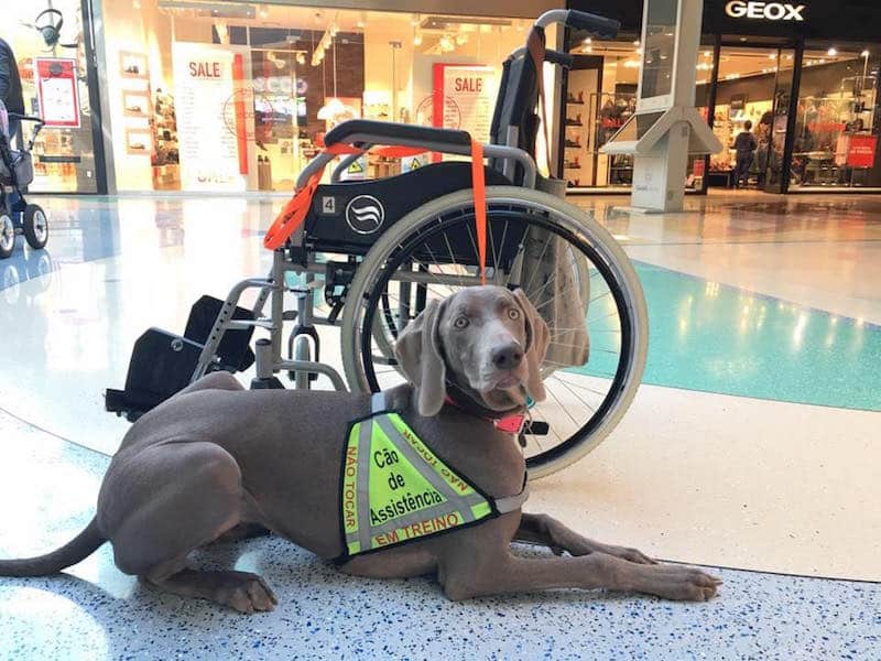 Os cães de assistência podem ajudar as pessoas deficientes, mas precisam da tua ajuda