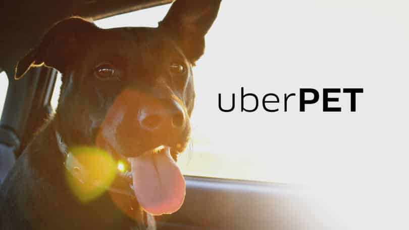 Este domingo, leva o teu animal de estimação a passear no UberPET!