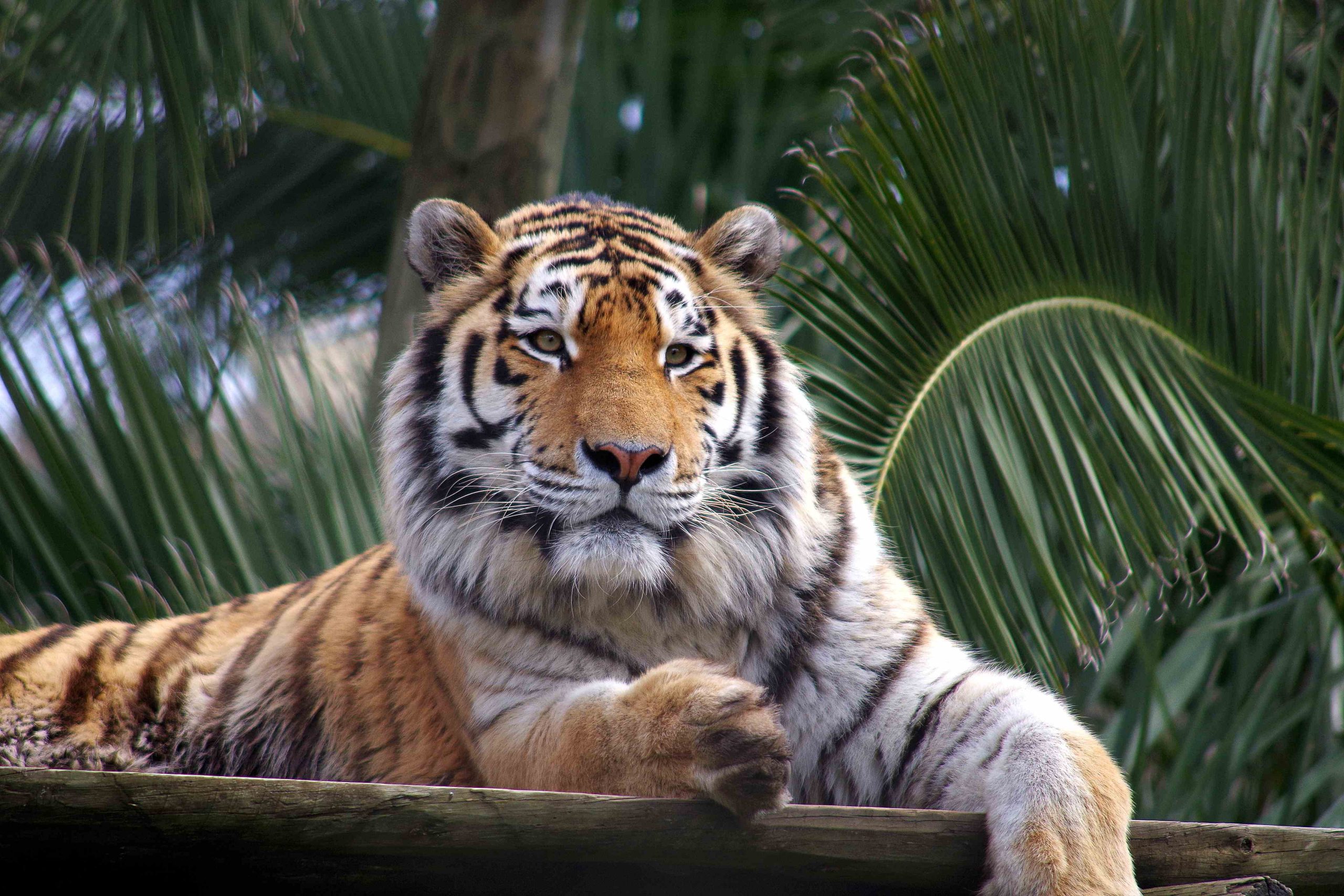 Tigre-da-sibéria ©carlosnunes 20