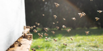 Salvar abelhas no Agrupamento de Escolas de Oliveira do Hospital