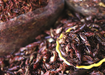 Escolas no País de Gales vão oferecer insetos nas merendas