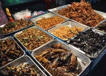 Já é possível comer massa de farinha de insetos nas cantinas do Politécnico de Lisboa