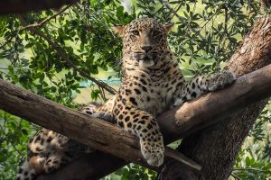 Jardim Zoologico de Lisboa Leopardo da persia ©carlosnunes 36
