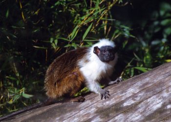 Jardim Zoologico de Lisboa Saguim bicolor 2