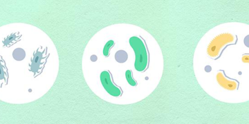 Celebração do Dia Internacional do Microrganismo junta centenas de estudantes 