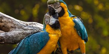 DGE promove Quinzena do Bem-estar Animal