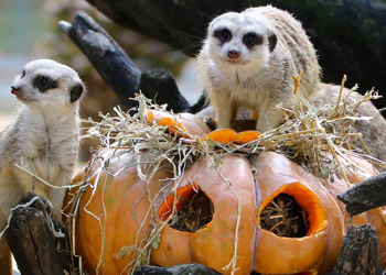 Jardim Zoológico assinala o Halloween com diferentes atividades para uma visita ainda mais especial