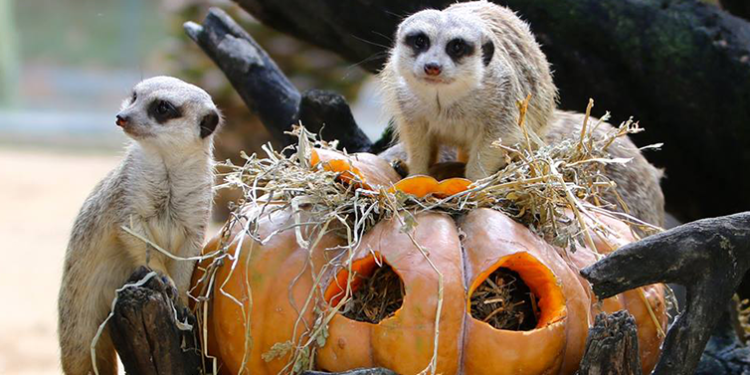 Jardim Zoológico assinala o Halloween com diferentes atividades para uma visita ainda mais especial