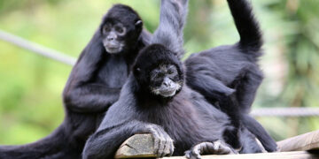 Celebra o dia dos namorados no Jardim Zoológico com 50% de desconto nos bilhetes