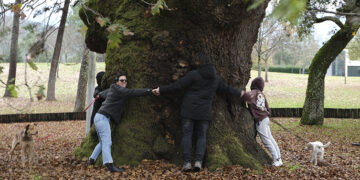 "Já abraçaste uma árvore hoje?": Concurso celebra Dia Mundial da Árvore