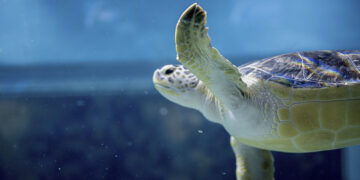 As visitas ao Oceanário vão ser (ainda mais) imersivas