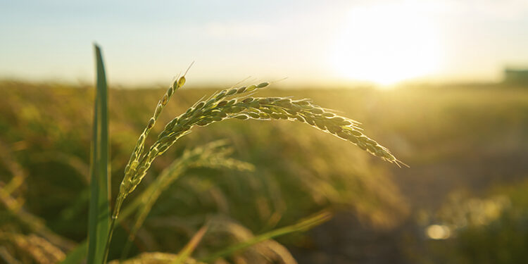 Egas Moniz School of Health and Science integra "Farm4Future"