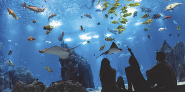 Oceanário de Lisboa promove venda flash (com bilhetes a 10€)