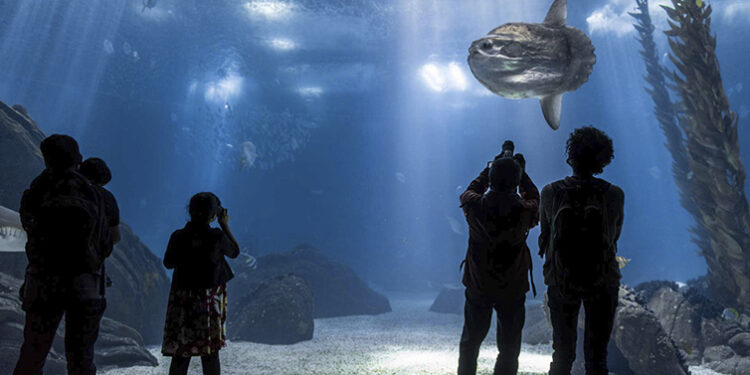 Oceanário de Lisboa oferece bilhetes a metade do preço (mas por tempo limitado)