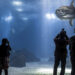Oceanário de Lisboa oferece bilhetes a metade do preço (mas por tempo limitado)