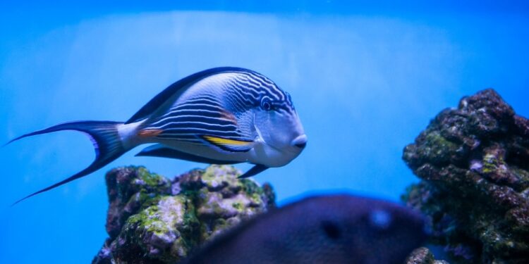 Oceanário de Lisboa entra em 2025 (com happy hour)