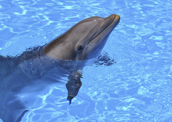 Zoomarine reabre com (muitas) novidades!