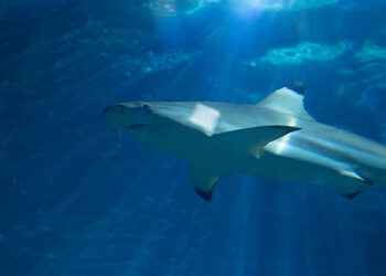 "Mini 30x30 Challenge" oferece uma noite (com os tubarões)