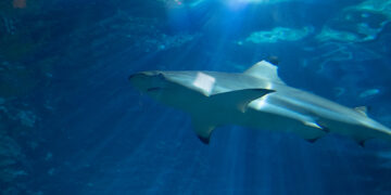 "Mini 30x30 Challenge" oferece uma noite (com os tubarões)