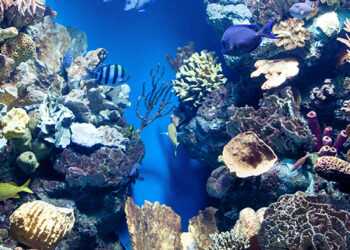 Oceanário lança plataforma (e reforça programas educativos)