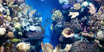 Oceanário lança plataforma (e reforça programas educativos)