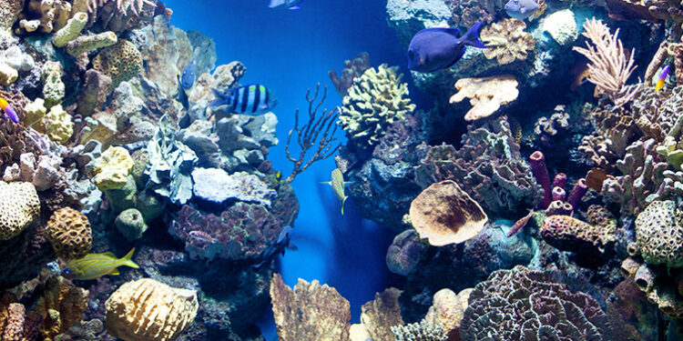 Oceanário lança plataforma (e reforça programas educativos)