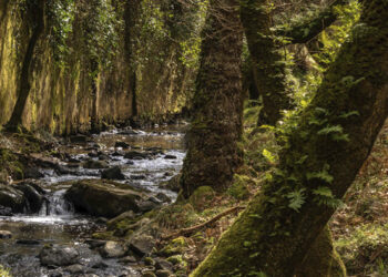 Tapada Nacional de Mafra lança experiências (especiais) de outono